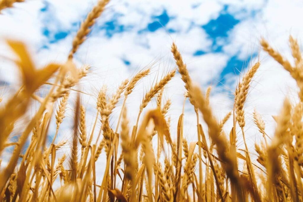 Blueprint for food security offers hope for Sub-Saharan Africa's future jeshoots muser res