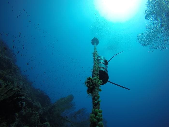 Image: An acoustic receiver attached to the seabed and used to monitor sharks movements