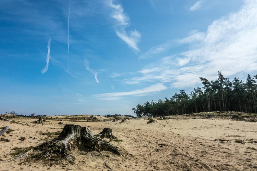 Image: Desert Area with Tree Stumps and Forest in Distance
