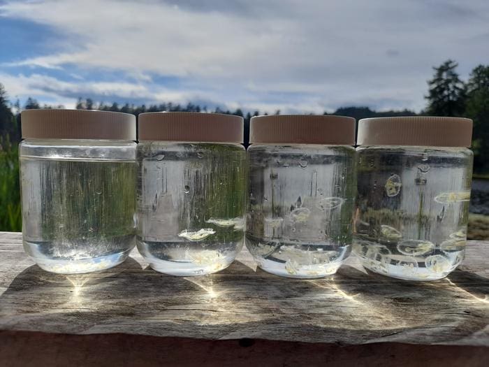 peach blossom jellyfish sample jars BC Credit Polina Orlov