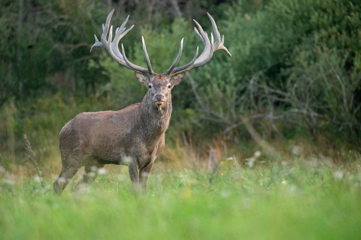 Image: Red deer on the green background during the deer rut in the nature habitat