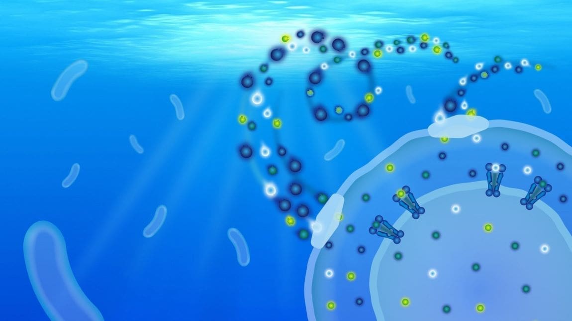 How oceans’ most abundant bacteria shape global nutrient cycles