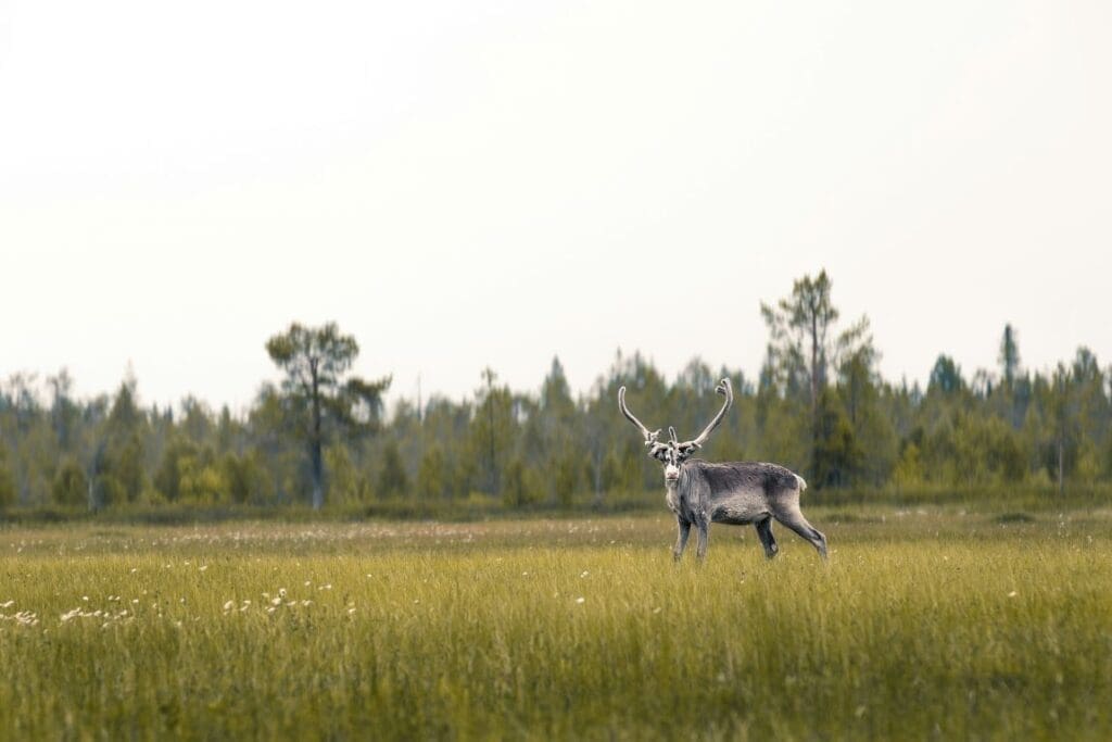 Finland's Lapland sees warmest summer on record Image: A big wild male reindeer in the north of Finland. Middle of summer!