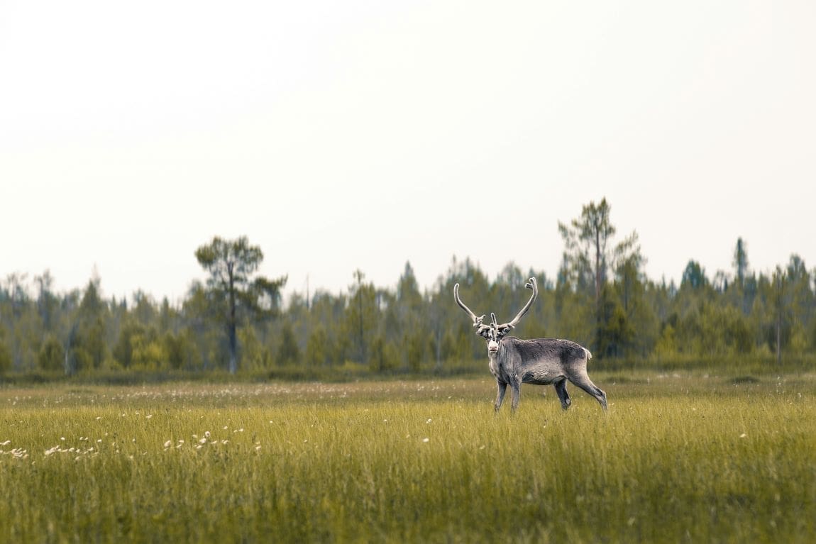 Image: A big wild male reindeer in the north of Finland. Middle of summer!