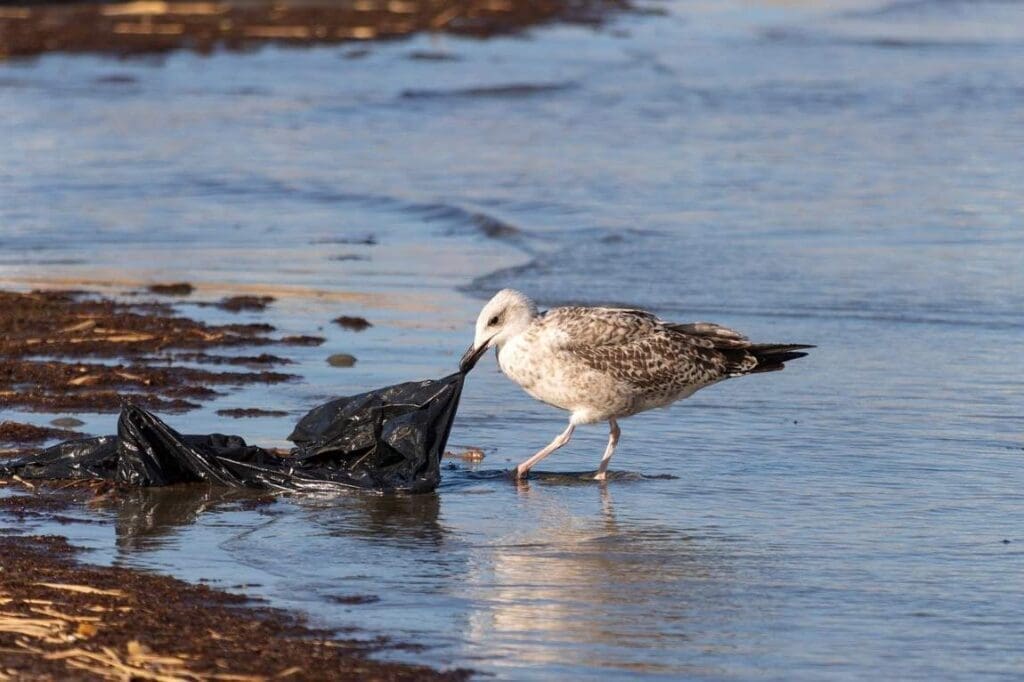 Seagull with a plastic bag (s. plastics, climate action plans)