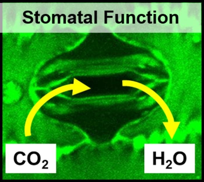 This image of a C4 grass stomata illustrates how it opens to take up CO2 for photosynthesis but also loses water. CABBI studies in the Journal of Experimental Botany showed that reducing stomatal density in C4 crops improved water use efficiency (WUE) without affecting yield, but it coincided with the pores opening wider, offsetting some expected improvement in WUE. The discovery represents a valuable new target for engineering an even more efficient plant