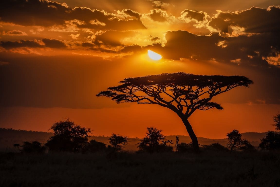 Image: Mesmerizing view of the silhouette of a tree in the savanna plains during sunset