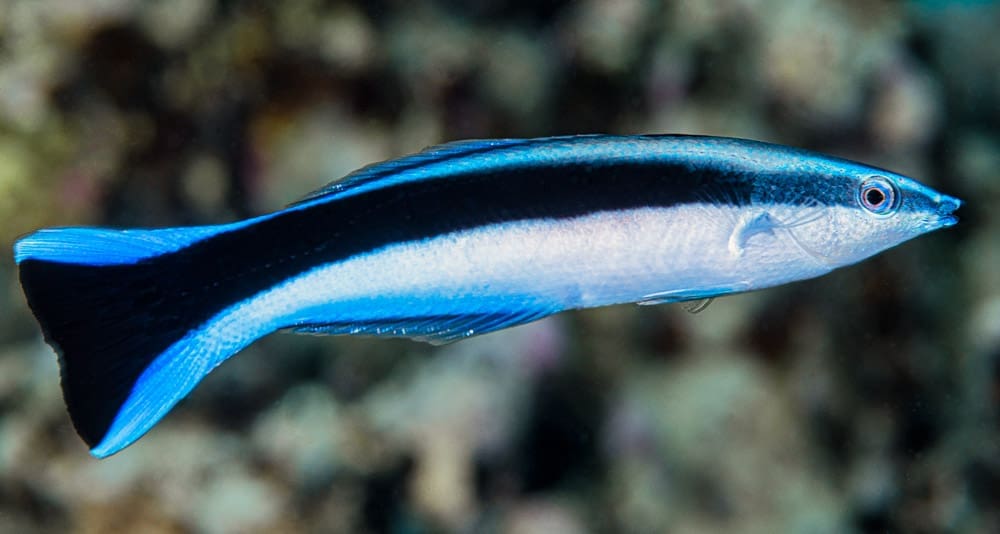 Mirror, mirror, in my tank, who’s the biggest fish of all? wrasse muser