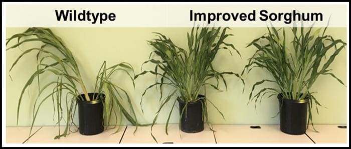 Image: A side-by-side comparison of wildtype sorghum and the improved variety with fewer stomata shows how the engineered plants can maintain plant productivity with less water