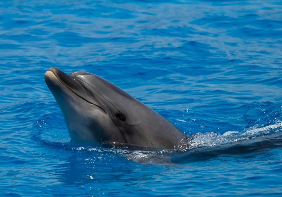 EU to bar large fishing boats from Bay of Biscay over dolphin risks