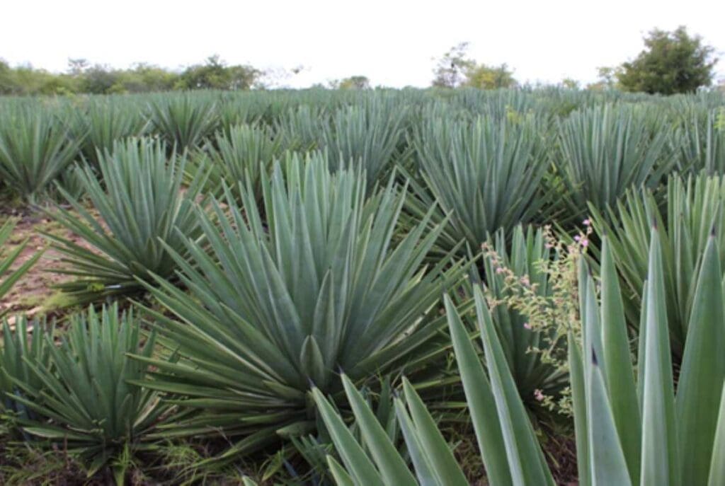 Brazilian researchers work to transform agave into the ‘sugarcane of the sertão’ Agave sisalana NVSilva res