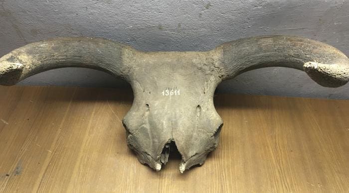 Climate Science Digest: October 31, 2024 An aurochs skull, from St Petersburg