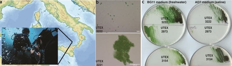 Image: Isolation and sequencing (s. cyanobacteria)