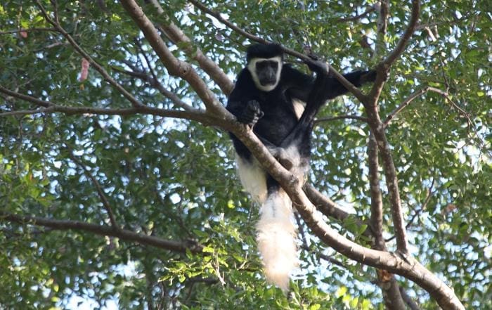 Colobus caudatus Credit Alexander Lees