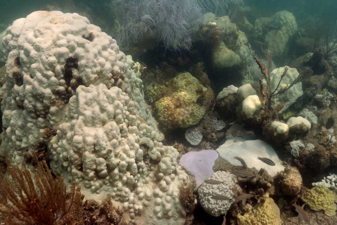 Mass coral bleaching of multiple coral species at Cheeca Rocks, Florida Keys in late July 2023 (climate emergency)