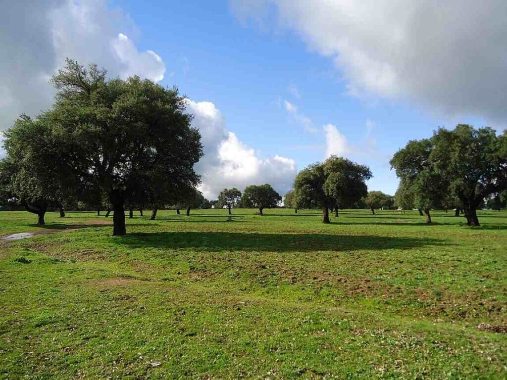 Droughts threaten Spain’s dehesa pastures: new tool aids livestock management Image: Trees