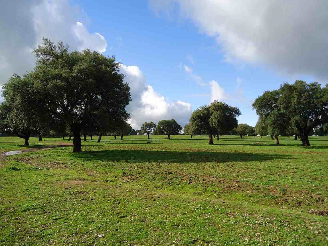 Droughts threaten Spain’s dehesa pastures: new tool aids livestock management