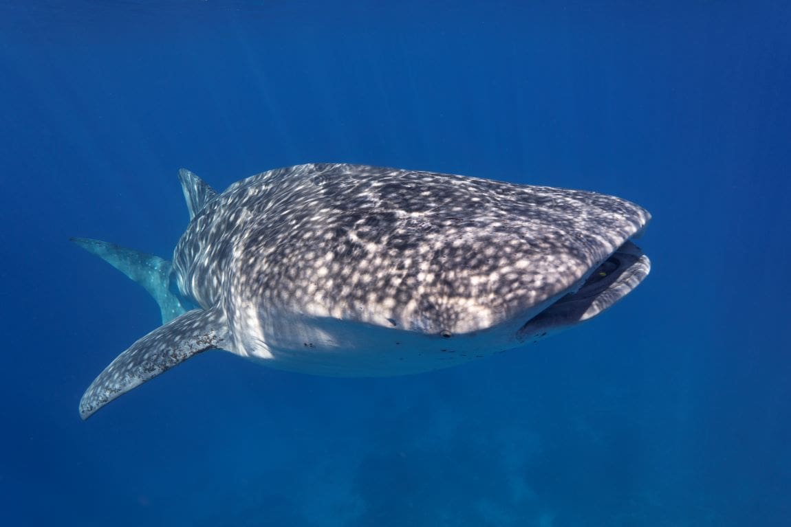 Image: A whale shark swimming