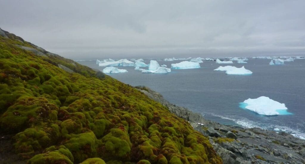 Rapid greening of the Antarctic Peninsula sparks climate concerns Green Island Credit MattAmesbury res