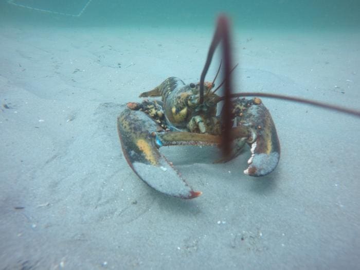 Lobster Sediment