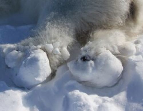 Polar Bear Paws Closeup res