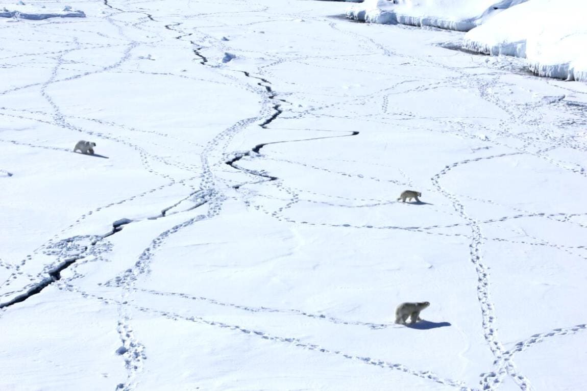 Polar bears in a warming Arctic face ice-related injuries