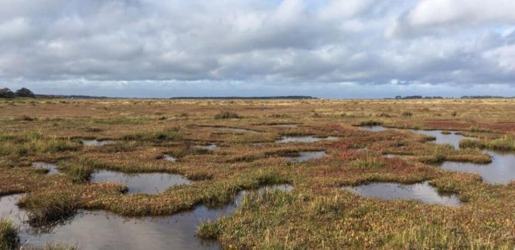 Researchers uncover plant genes for anti-stress molecule to boost crop resilience Spartina Ben Miller res