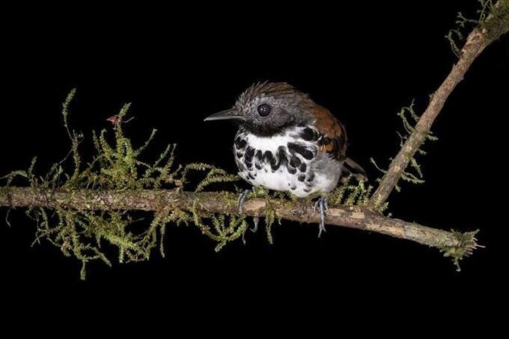 Climate change threatens two-thirds of neotropical bird species Image: Antbird