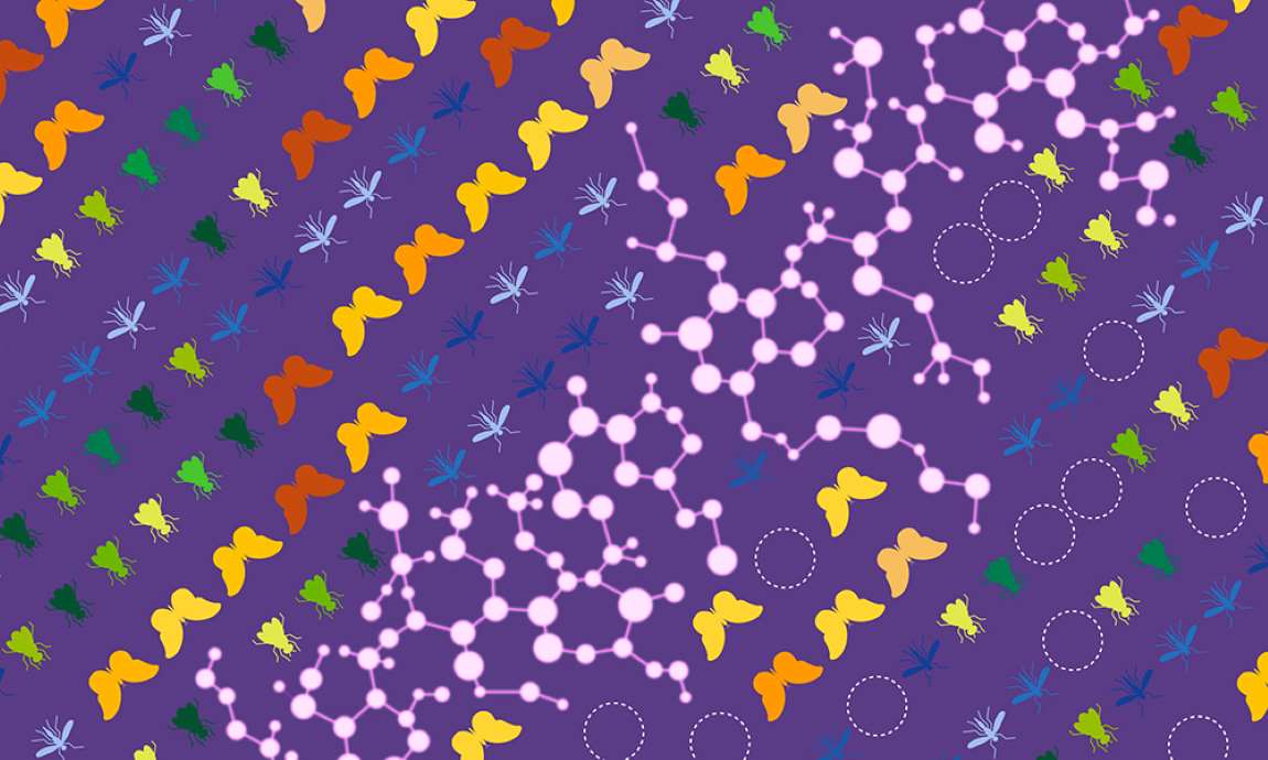Image: An illustration uses a variety of colors to signify the original diversity in fly, mosquito, and butterfly populations