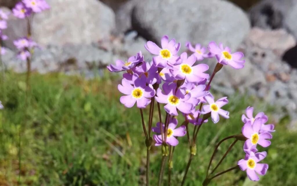 Arctic Siberian primrose