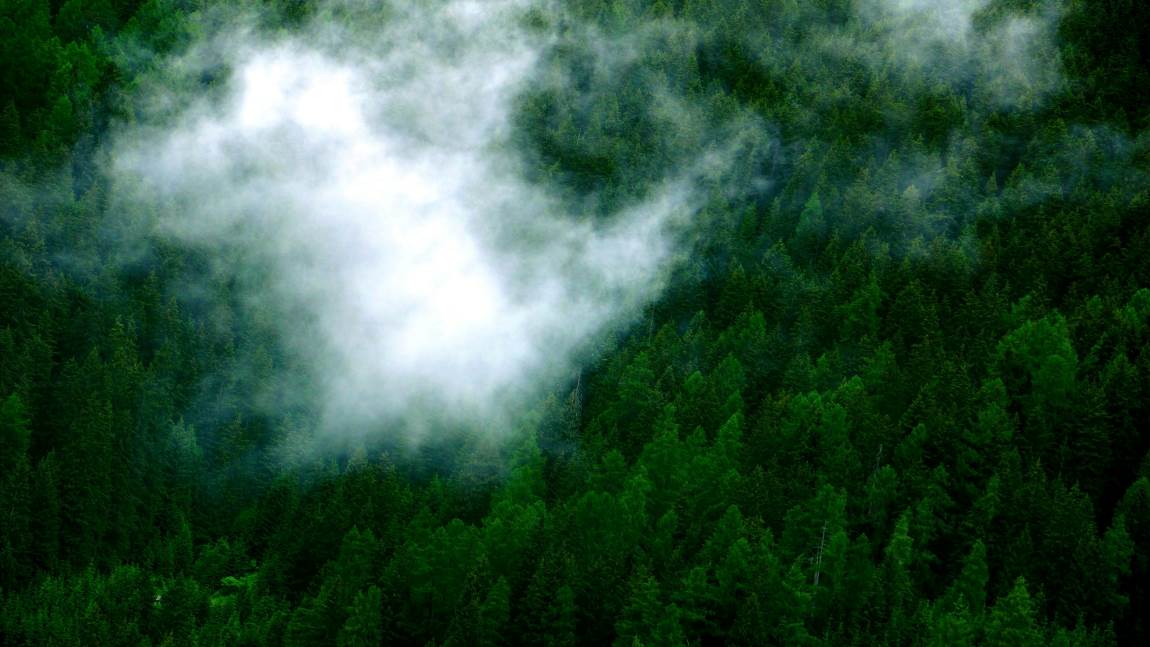 Image: Aerial shot of a forest in fog (s. boreal forests)