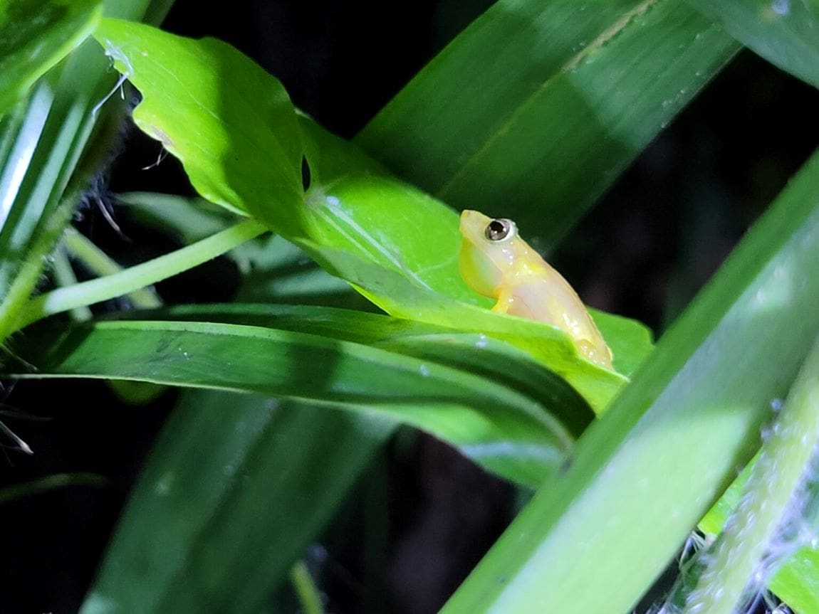 Using economic strategy to save Puerto Rico’s endangered coquí frog