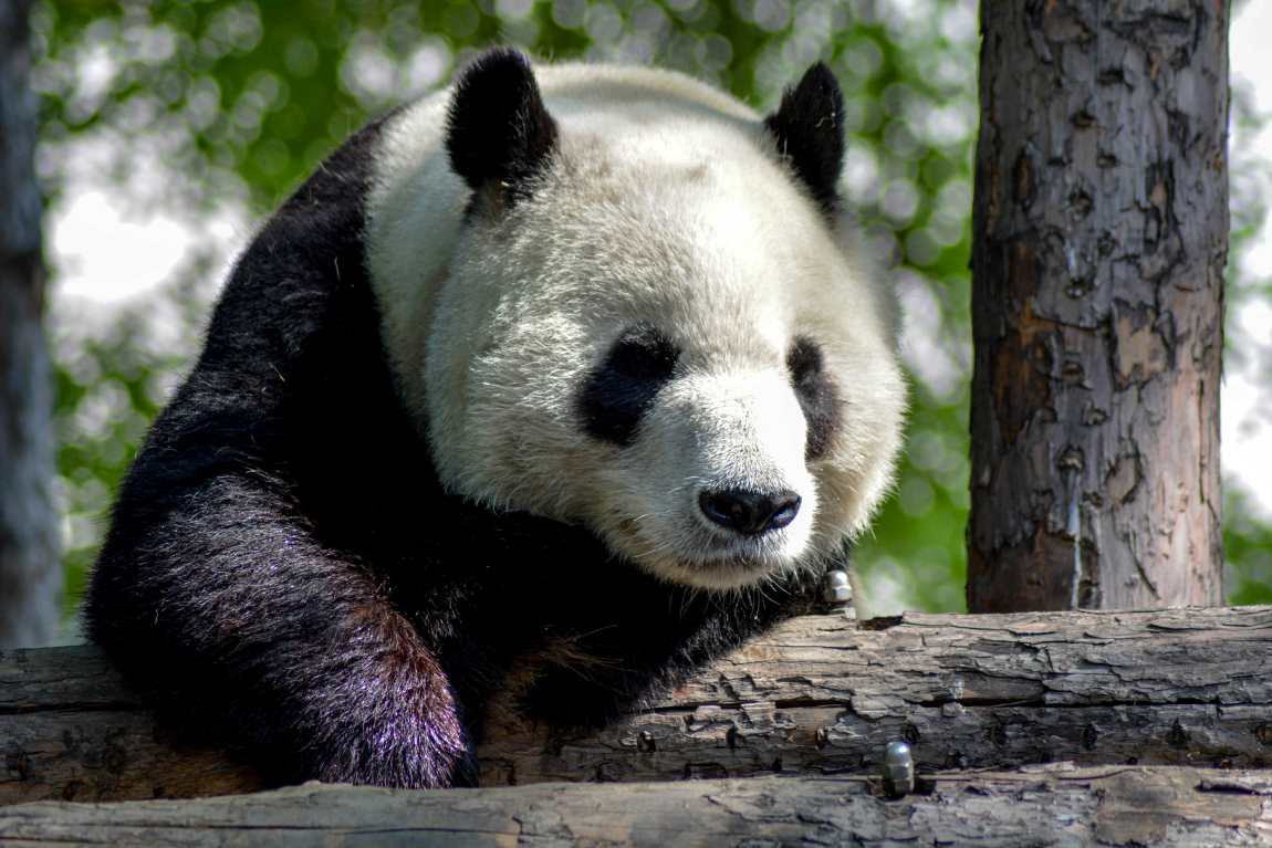 Two giant pandas arrive in US from China