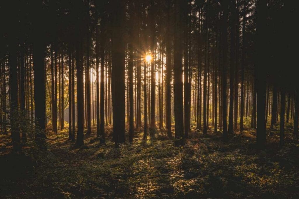 Image: landscape photography of brown trees