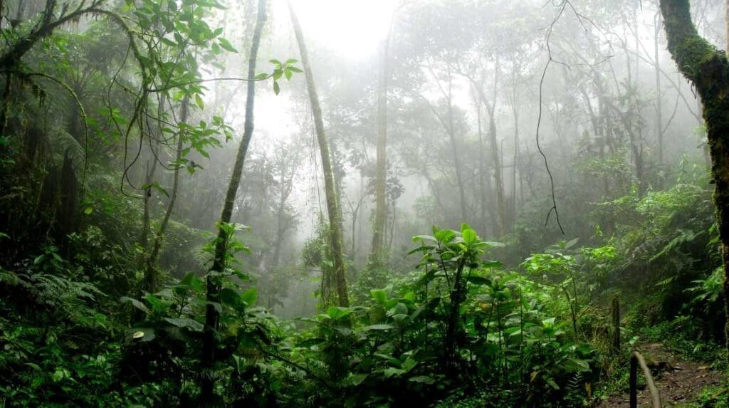 Tropical forest biodiversity at risk as two-thirds of Key Areas experience unprecedented temperatures Image: Rainforest surrounded by fog