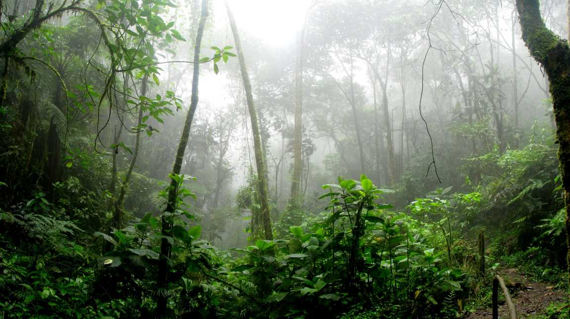 Image: Rainforest surrounded by fog