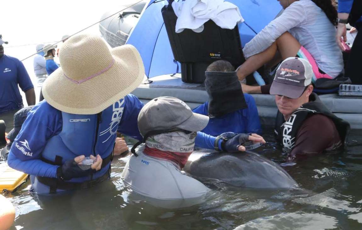 Image: Exhaled breath is collected from a wild bottlenose dolphin