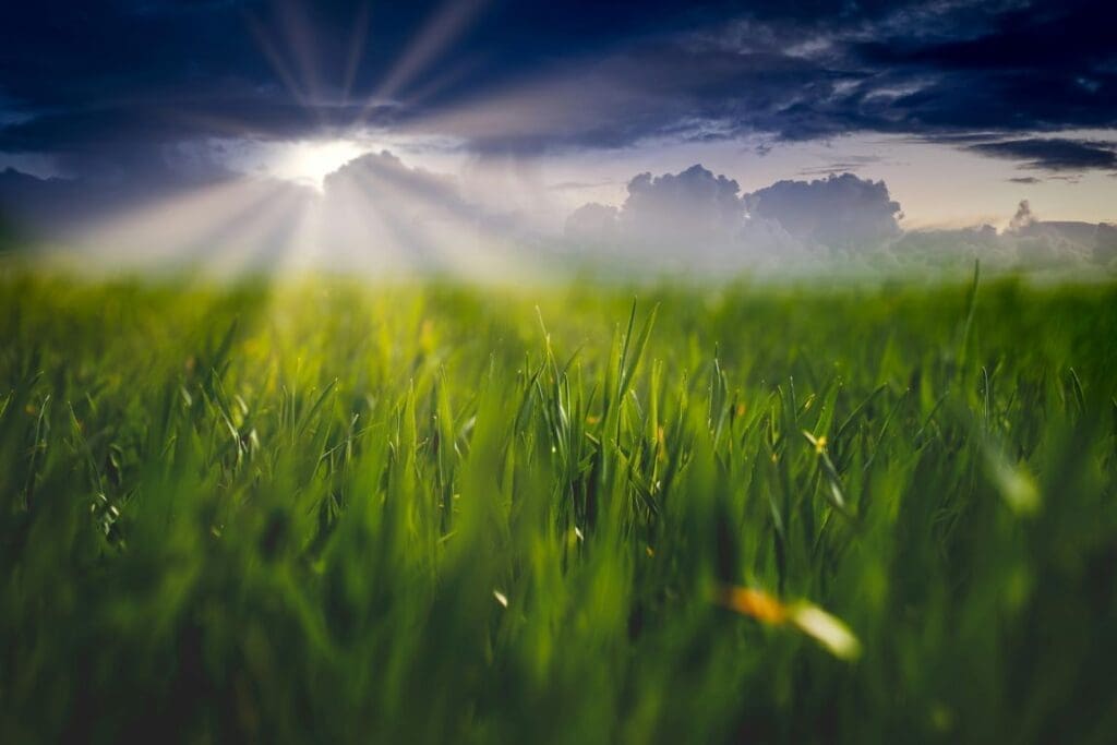 Planetary boundaries limit 'climate plantation' carbon removal potential Image: Grass Field (s. climate, plantation)