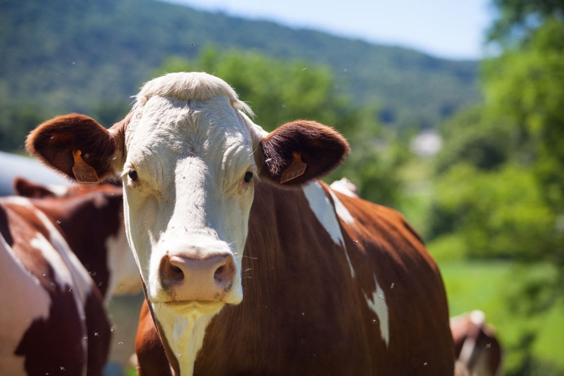 Image: Herd of cows producing milk for Gruyere cheese in France in the spring