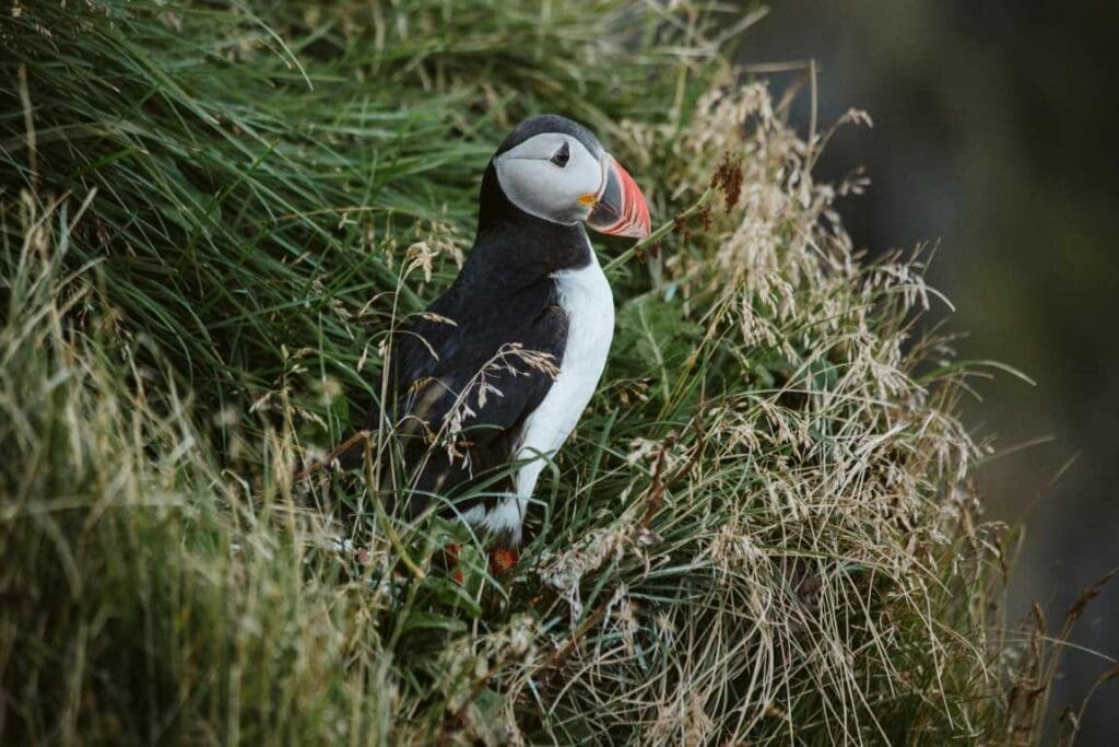 Image: Puffin sits on a grassy cliffside