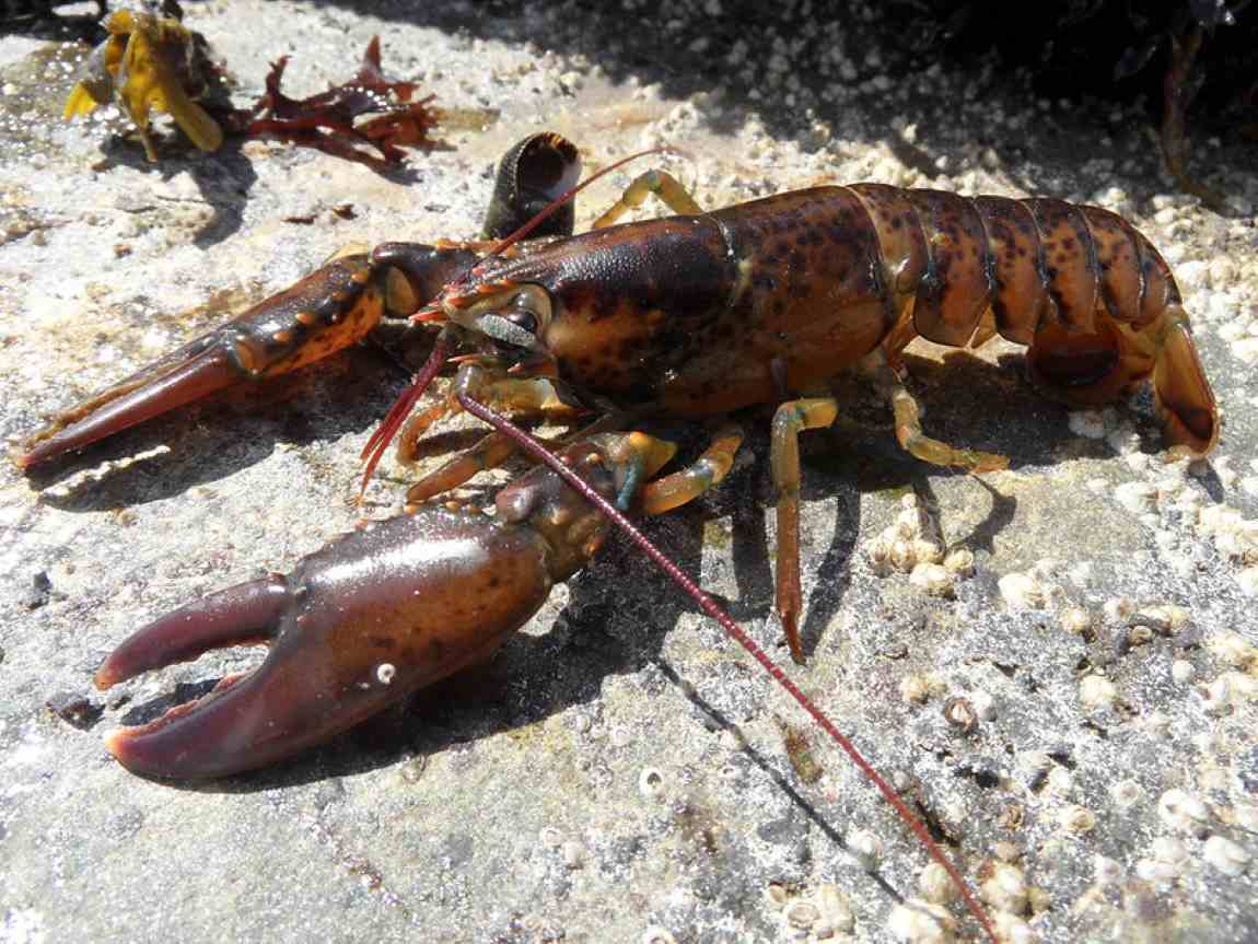 American lobster population, habitat preferences shifting, study finds