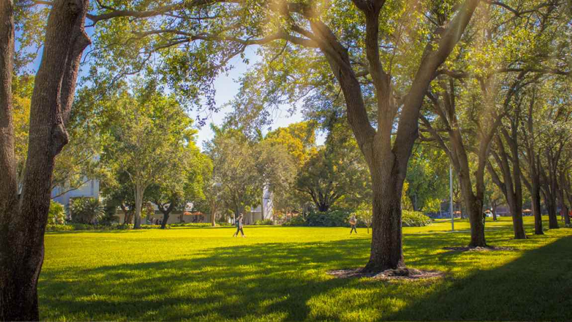 Future-proofing Miami’s tree canopy: adapting to rising heat