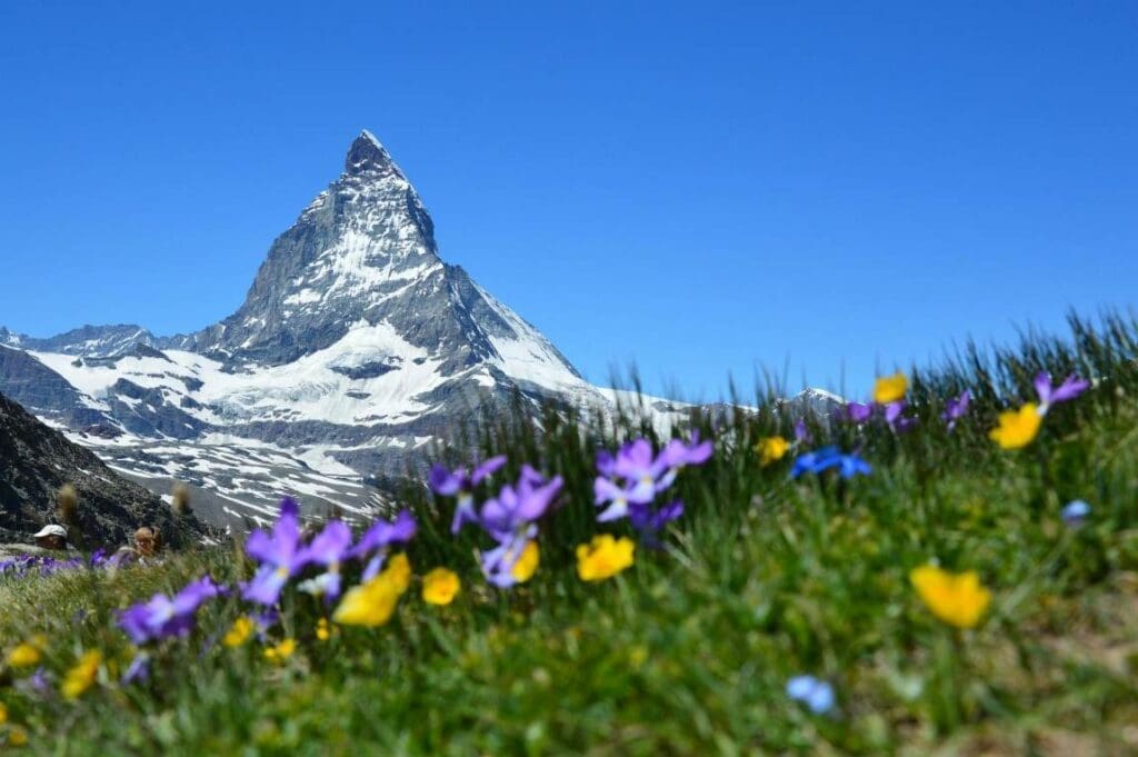 Image: Purple and Yellow Flowers Near White Mountain during Daytime (s. Matterhorn, carbon storage)