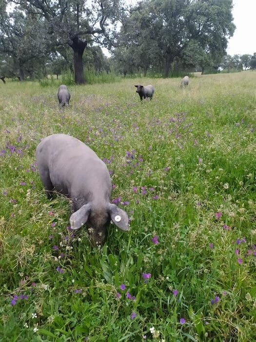 pigs dehesa rotated