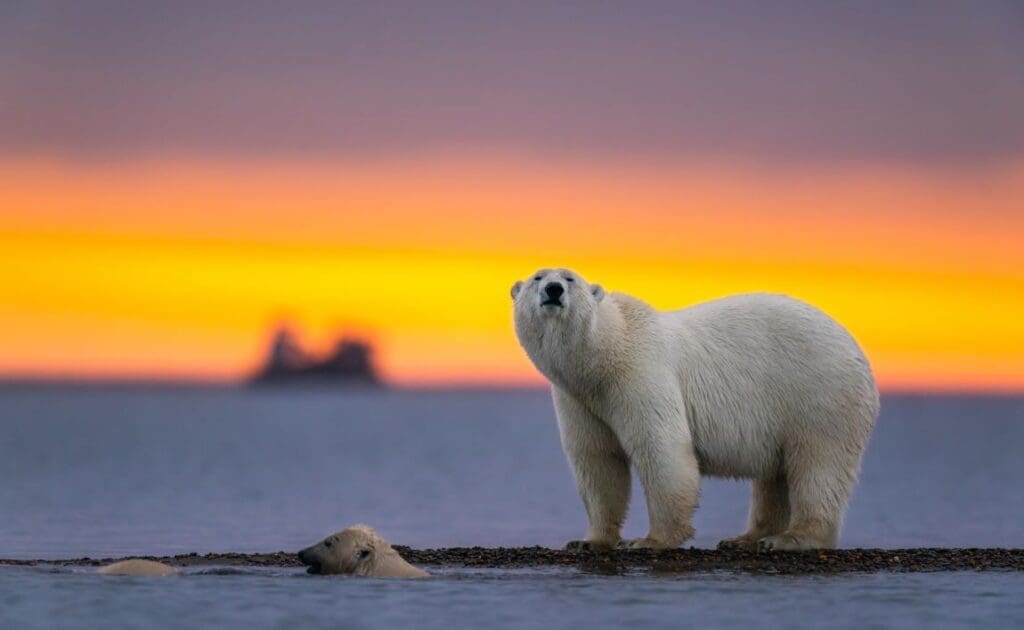 Image: polar bears at sunset