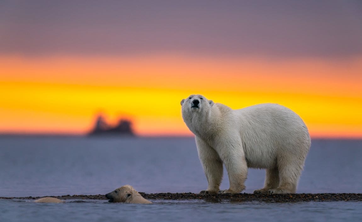 Image: a polar bear at sunset