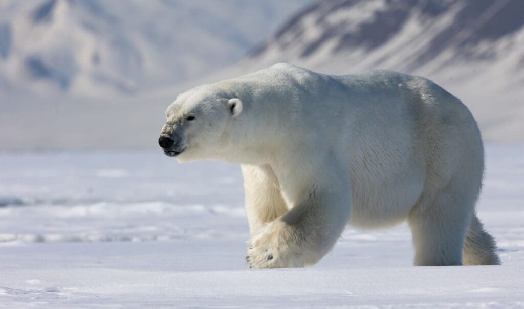 Climate change threatens Arctic ecosystems, triggering cascading effects across marine food web Researchers modelling potential future species populations in part of the Arctic found that polar bear numbers halved in response to declines in phytoplankton numbers