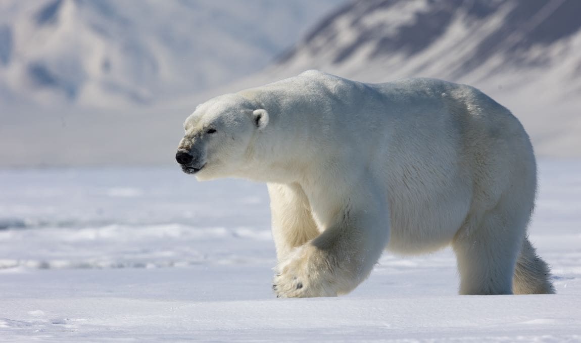 Researchers modelling potential future species populations in part of the Arctic found that polar bear numbers halved in response to declines in phytoplankton numbers