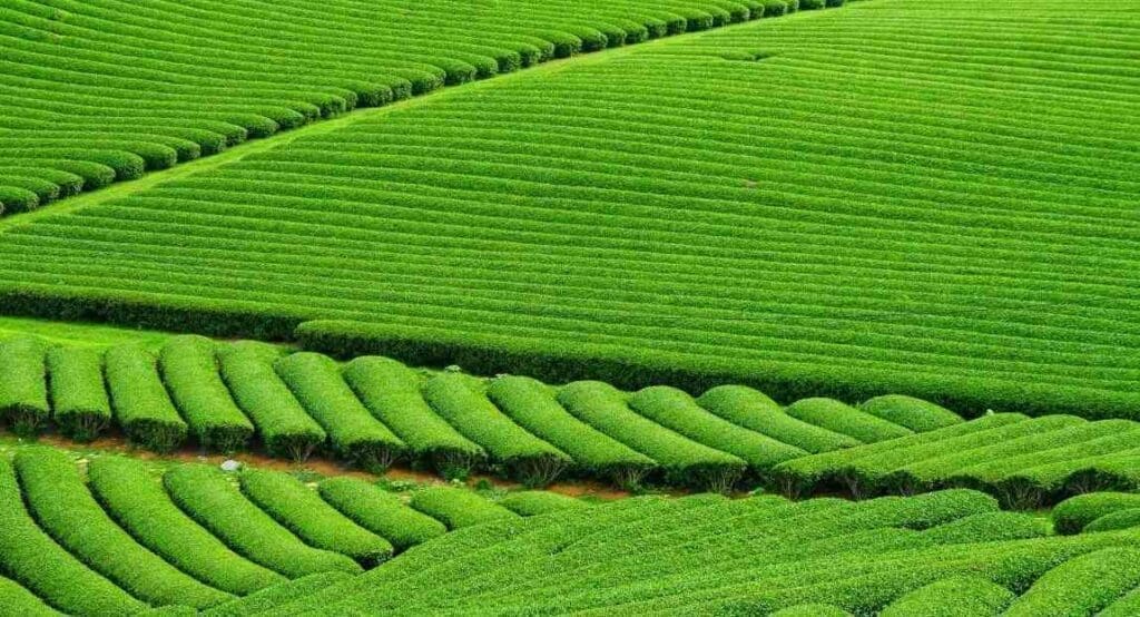 Joint UK-China project aims to shield tea industry from climate change risks Image: Green Field, Tea Plantation
