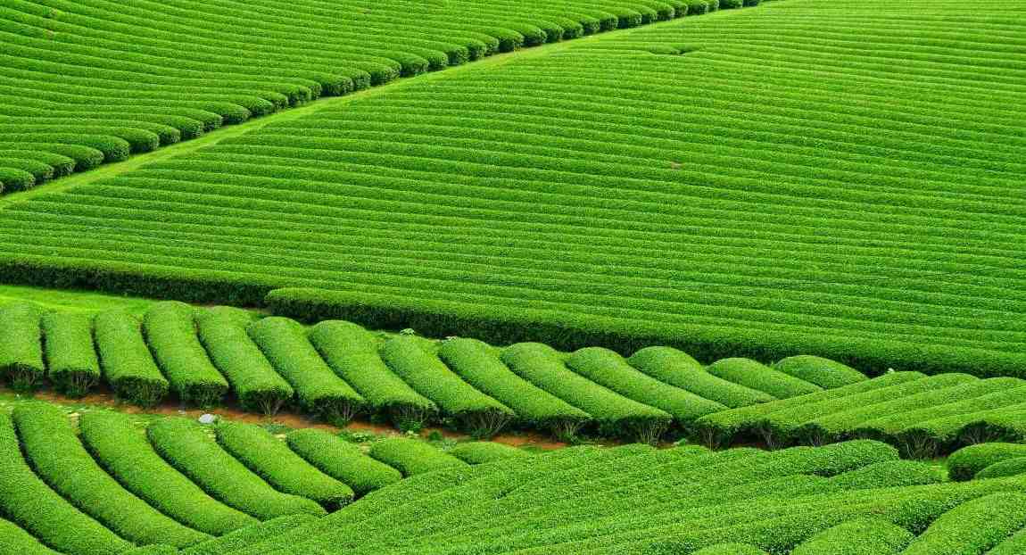 Image: Green Field, Tea Plantation